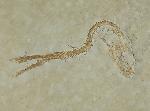Leptolepides sprattiformis (BLAINVILLE 1818) - Bild © FossNet FossilienStore